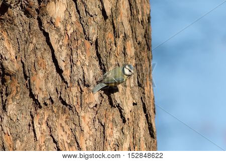 portrait of bluetit on a tree trunk