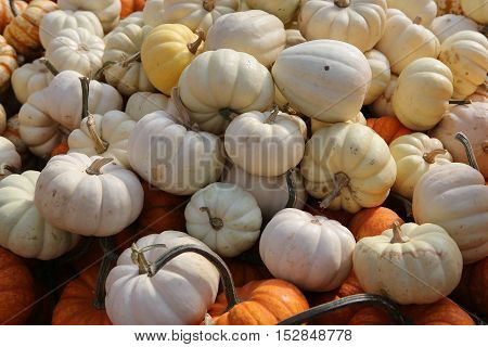Squashs In A Market, Montreal, Quebec, Canada