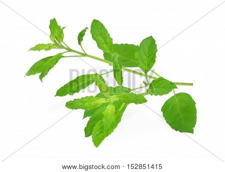 fresh sweet Basil isolated on white background