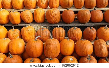 Squashs In A Market, Montreal, Quebec, Canada