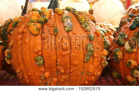 Squashs In A Market, Montreal, Quebec, Canada
