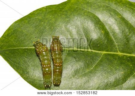 Mature 4Th Instar Caterpillars Of Banded Swallowtail Butterfly (papilio Demolion)
