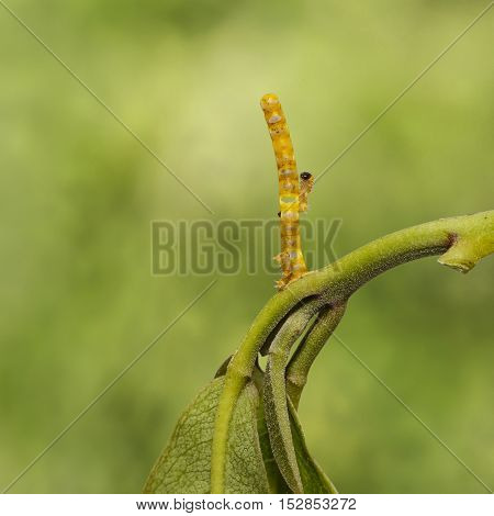 Caterpillars And Eggs Of Banded Swallowtail Butterfly (papilio Demolion) On Host Plant