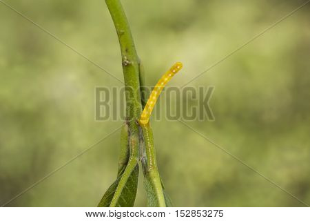 Eggs Of Banded Swallowtail Butterfly (papilio Demolion)