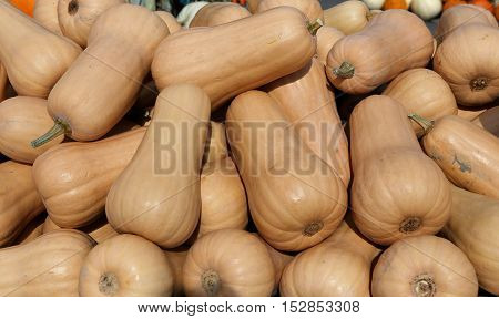 Squashs In A Market, Montreal, Quebec, Canada