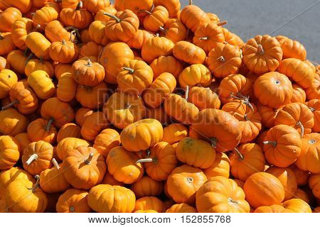 Squashs In A Market, Montreal, Quebec, Canada