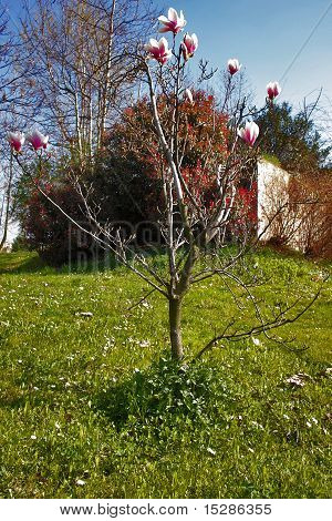 Frühling