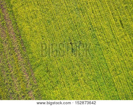 aerial view of green geometric agricultural fields in Netherlands