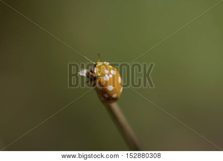 Orange Ladybird - Halyzia sedecimguttata (Linnaeus 1758)
