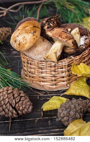 Edible mushrooms collected in the forest. Porcini mushrooms and boletus.