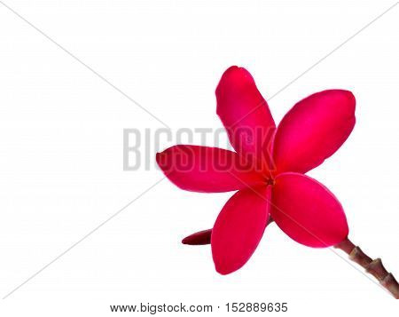 Red frangipani (plumeria) flowers on white background