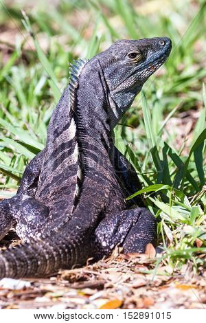 Spiny Tail Iguana - Ctenosaur