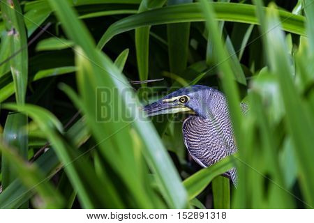 Bare Throated Tiger Heron - Tigrisoma Mexicanum
