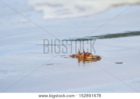 Horned Ghost Crab