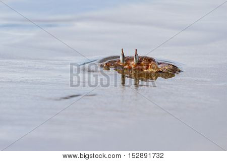 Horned Ghost Crab