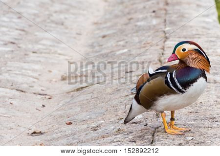 Mandarin Duck Aix Galericulata