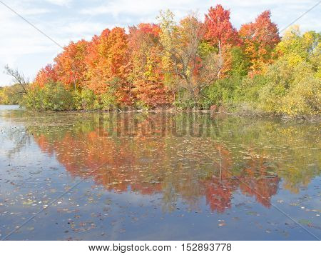 As October nears an end the trees at the edge of a small inland lake blaze in a brilliant show of autumn color while its leaf-strewn reflection doubles the splendor. Newburg Lake Livonia Michigan.