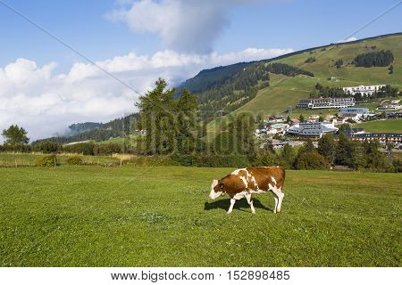 Cow