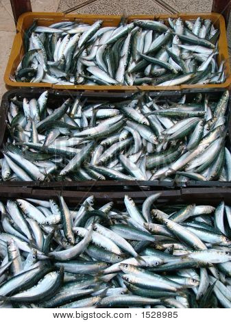 Fisk i kasser til Transport i Kroatien