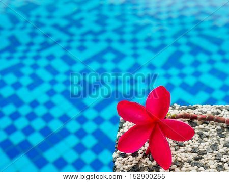 Red frangipani (plumeria) flowers pagoda tree on swimming pool