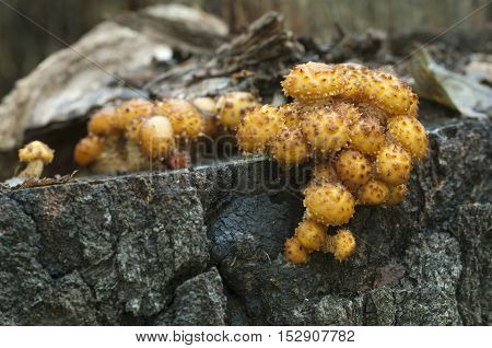 Pholiota aurivella mushroom on an old stump