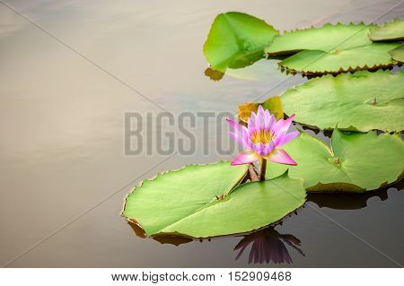 Pink lotus flower with leaves in pond