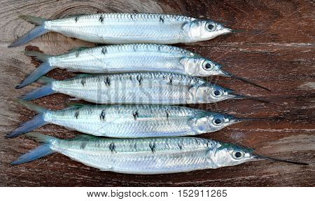 Group Of Spotted Halfbeak Fish