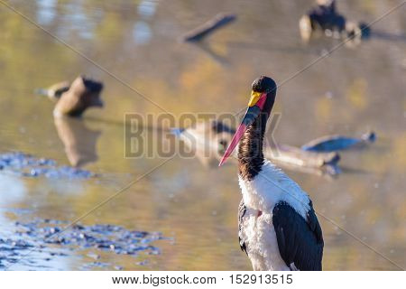 Close Up Of A Saddle-billed Stork In The Water. Mapungubwe National Park, Famous Travel Destination