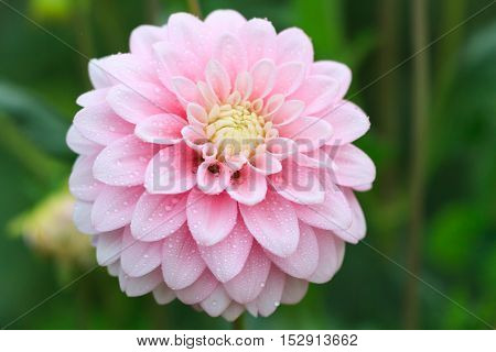 Macro of a rose dahlia - cultivar Zebrano