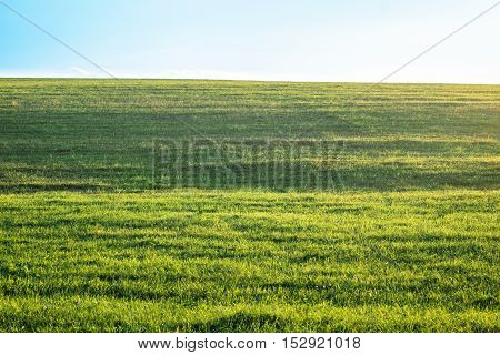 Background photography of bright lush grass field under blue sunny sky. Outdoor countryside meadow nature. Rural landscape.