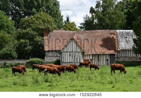 Sahurs France - june 22 2016 : cows in a meadow