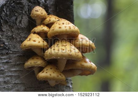 Pholiota aurivella mushroom on a birch tree