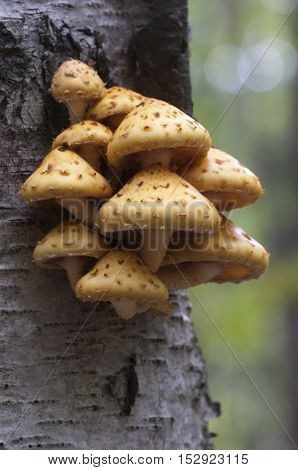 Pholiota aurivella mushroom on a birch tree