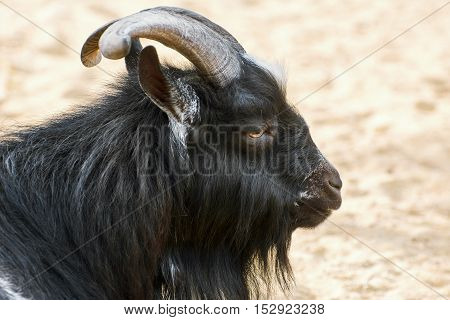 Portrait of Black Billy Goat with Big Horns