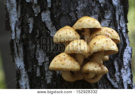 Pholiota aurivella mushroom on a birch tree