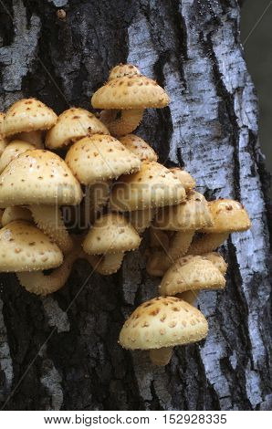 Pholiota aurivella mushroom on a birch tree