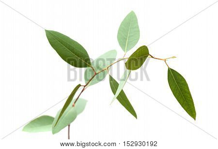 Fresh Green Eucalyptus, Young Branch