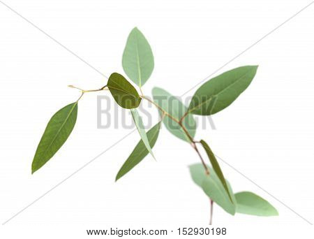 Fresh Green Eucalyptus, Young Branch