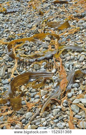 A close up of the drift-weed on beach.