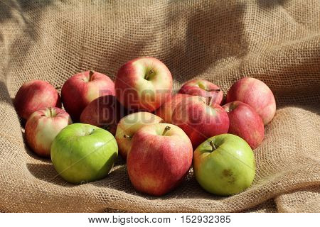 Fresh fruit / Ripe red and green apples