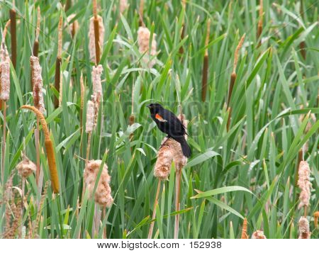 Redwinged Kos v rákosí