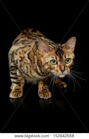 Portrait of beautiful bengal cat staring at something. Studio shot over black background. Copy space.