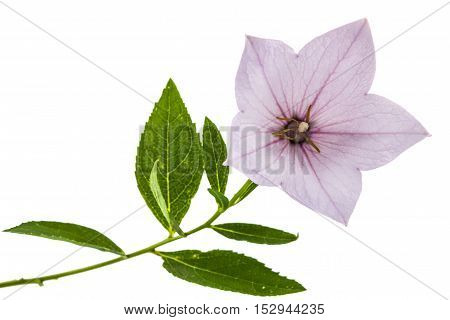 Pink flower of Platycodon (Platycodon grandiflorus) or bellflowers isolated on white background
