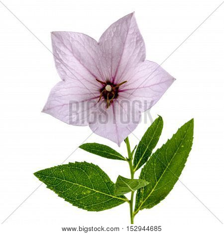 Pink flower of Platycodon (Platycodon grandiflorus) or bellflowers isolated on white background