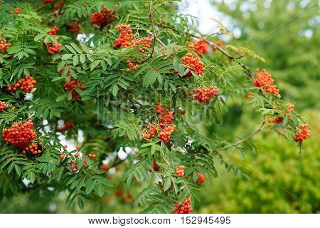 Red rowan berries ripen on the branches