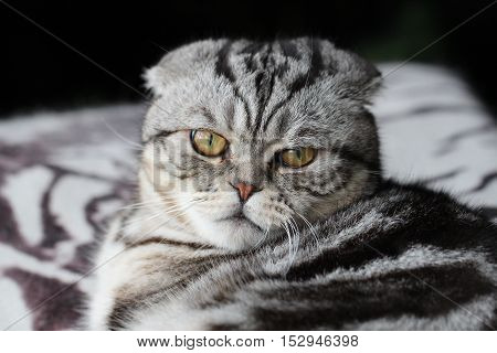 Portrait of a beautiful purebred housecat / British Shorthair kitten