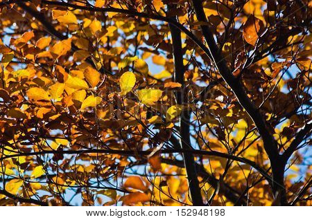 Tree with yellow and orange leaves against blue sky on an autumn sunny day