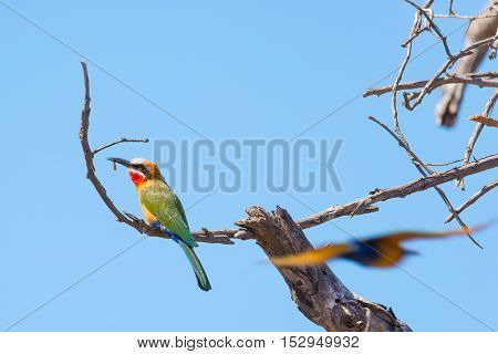 Close-up Of A Cute Colorful Bee Eater Perched On Acacia Tree Branch. Telephoto View, Clear Blue Sky.