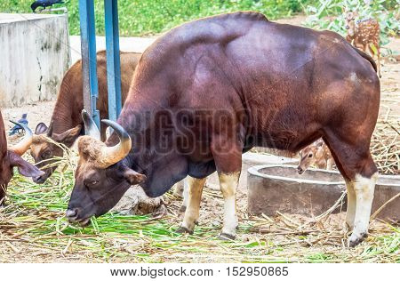 Grazing buffalo with full of hungry eating grass