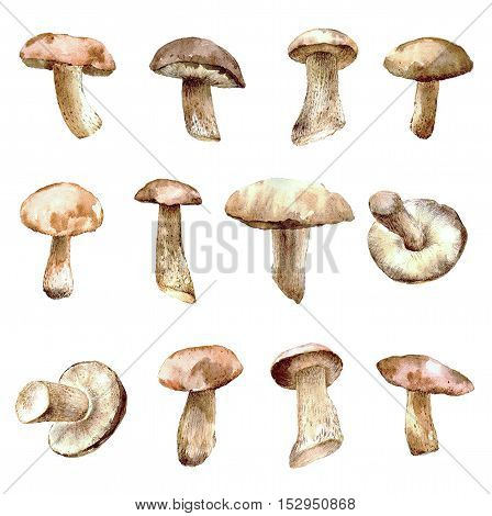 Set of watercolor mushrooms for your design. Hand drawn food background.